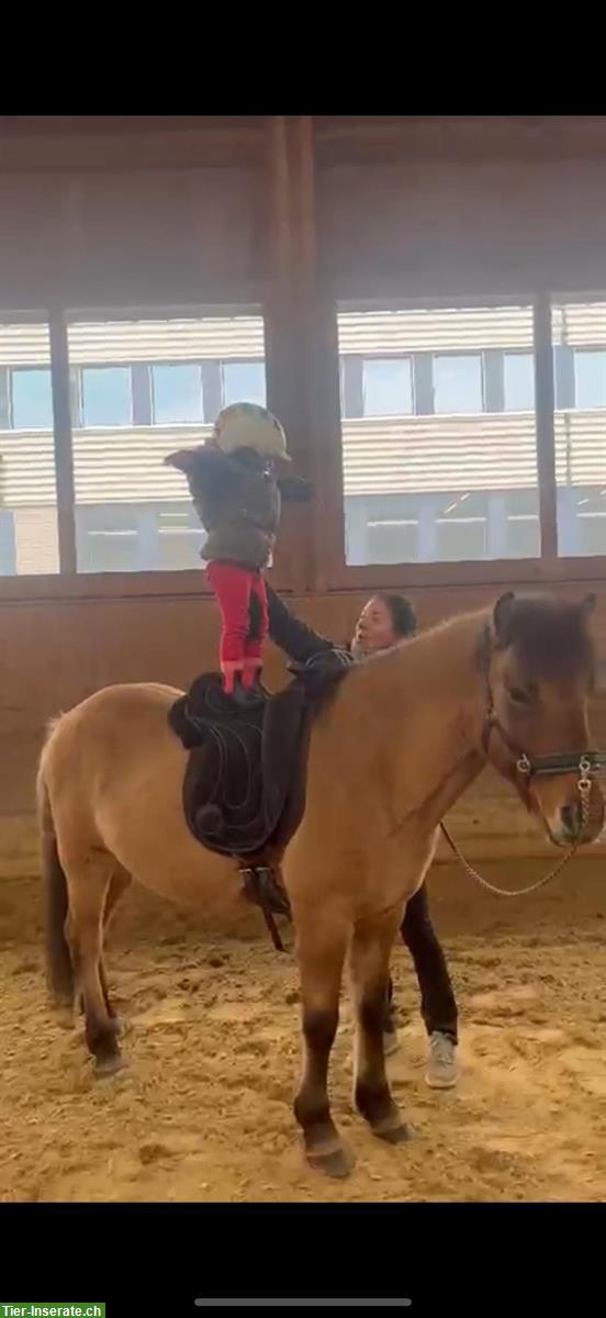 Bild 2: Isländer Wallach, 10-jähriges Allround-Islandpferd