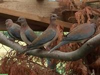 Palmtauben (Senegaltauben) zu verkaufen