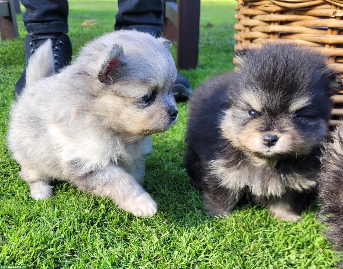 Zwergspitz / Pomeranian Welpen, weiblich + männlich