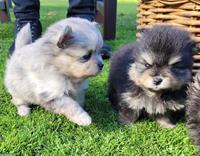 Zwergspitz / Pomeranian Welpen, weiblich + männlich
