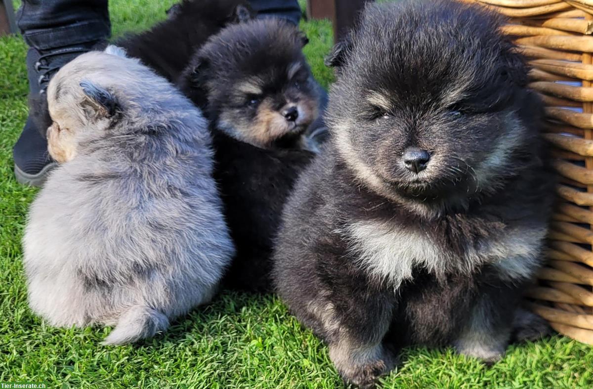 Bild 2: Zwergspitz / Pomeranian Welpen, weiblich + männlich