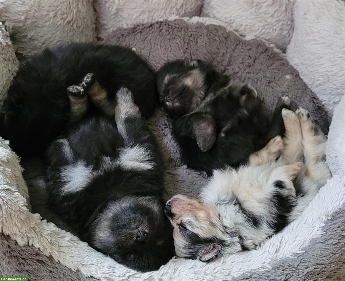 Bild 3: Zwergspitz / Pomeranian Welpen, weiblich + männlich