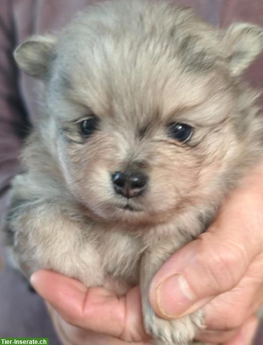 Bild 4: Zwergspitz / Pomeranian Welpen, weiblich + männlich