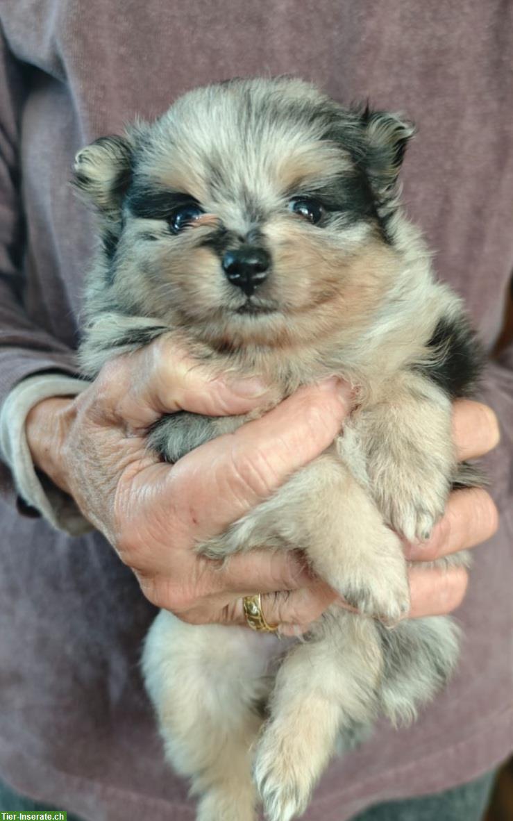Bild 5: Zwergspitz / Pomeranian Welpen, weiblich + männlich