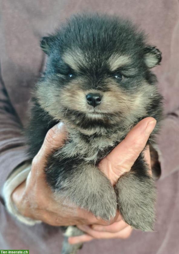Bild 6: Zwergspitz / Pomeranian Welpen, weiblich + männlich