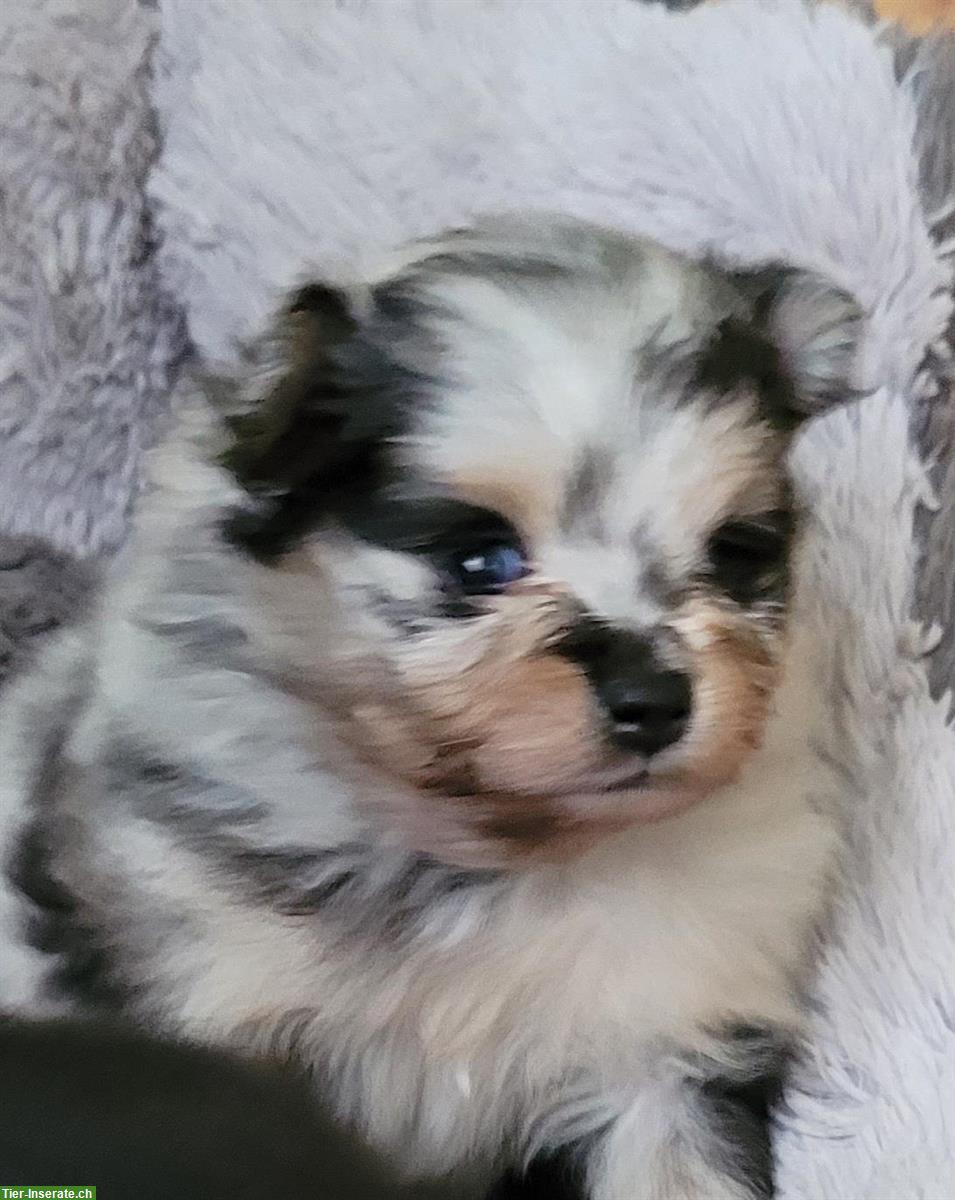 Bild 7: Zwergspitz / Pomeranian Welpen, weiblich + männlich