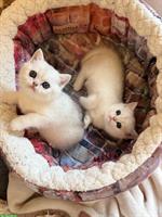 Britisch Kurzhaar Kitten mit Stammbaum suchen liebes Zuhause 🐾
