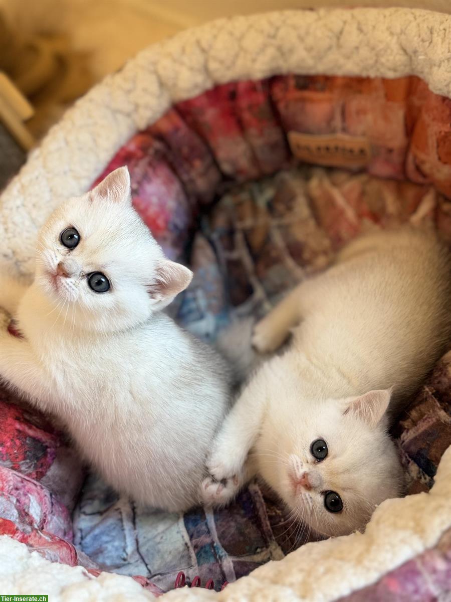 Bild 2: Britisch Kurzhaar Kitten mit Stammbaum suchen liebes Zuhause 🐾