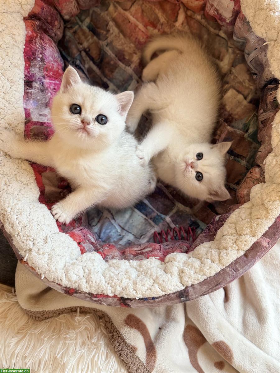 Bild 3: Britisch Kurzhaar Kitten mit Stammbaum suchen liebes Zuhause 🐾