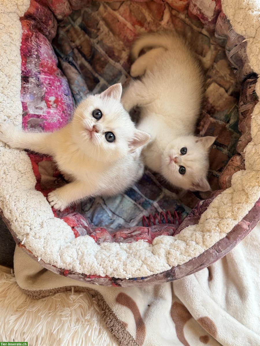 Bild 4: Britisch Kurzhaar Kitten mit Stammbaum suchen liebes Zuhause 🐾