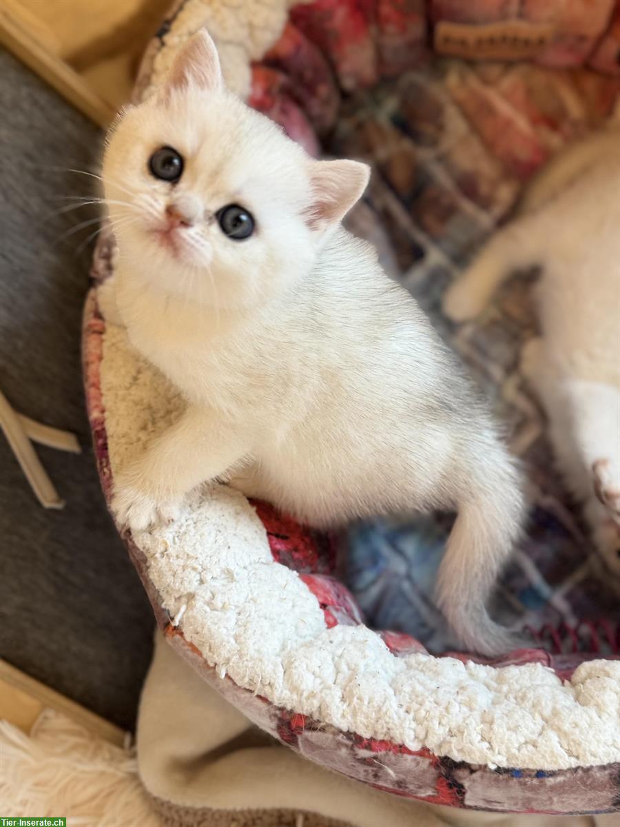Bild 5: Britisch Kurzhaar Kitten mit Stammbaum suchen liebes Zuhause 🐾