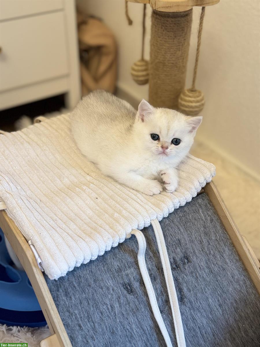 Bild 6: Britisch Kurzhaar Kitten mit Stammbaum suchen liebes Zuhause 🐾