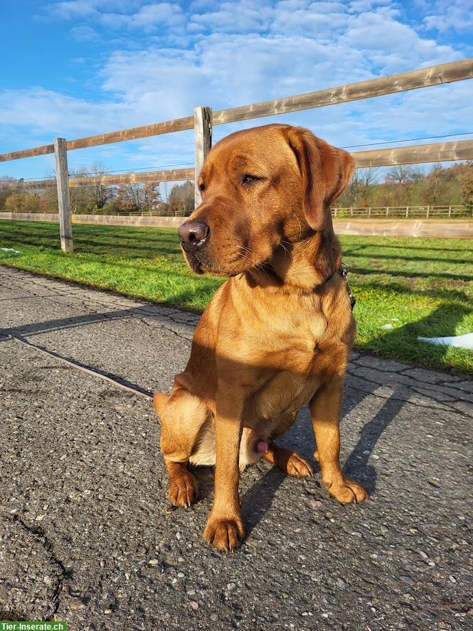 Deckrüde Labrador Retriever, Foxred