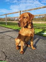 Deckrüde Labrador Retriever, Foxred