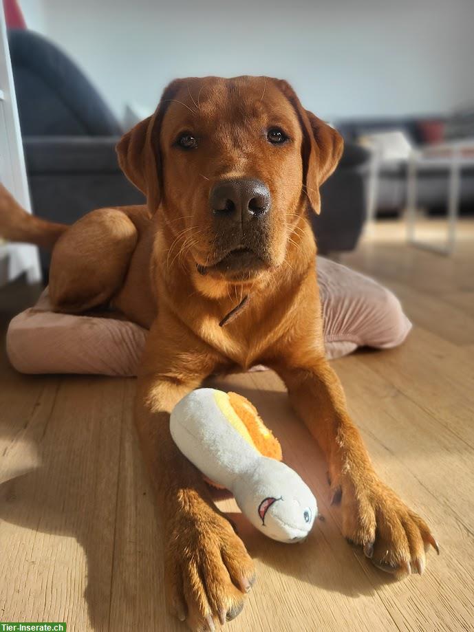 Bild 3: Deckrüde Labrador Retriever, Foxred