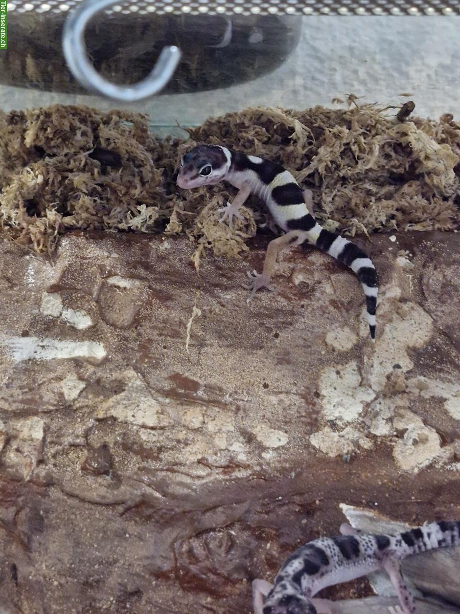 Junge Leopardgeckos zur Abgabe