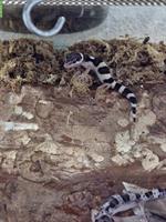 Junge Leopardgeckos zur Abgabe