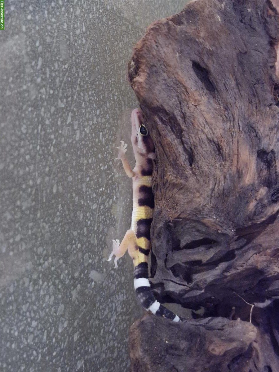 Bild 2: Junge Leopardgeckos zur Abgabe