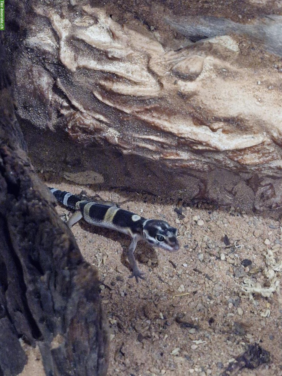 Bild 3: Junge Leopardgeckos zur Abgabe