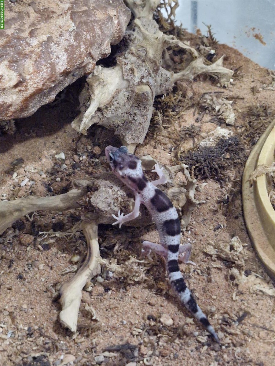 Bild 4: Junge Leopardgeckos zur Abgabe