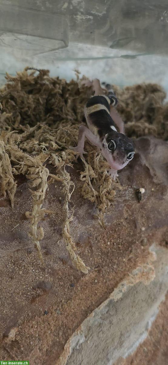 Bild 5: Junge Leopardgeckos zur Abgabe