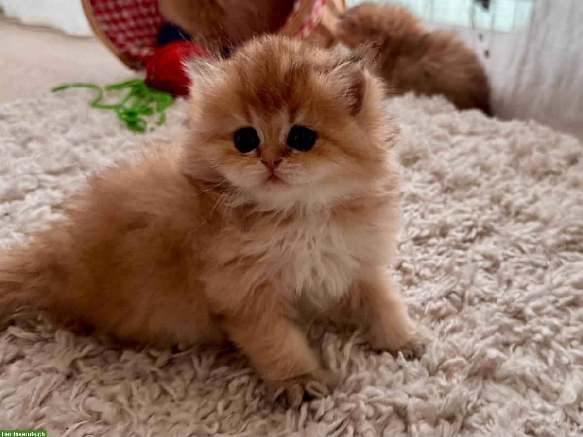 Golden BLH Kitten mit Stammbaum
