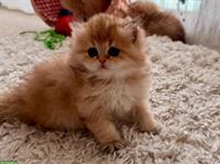Golden BLH Kitten mit Stammbaum
