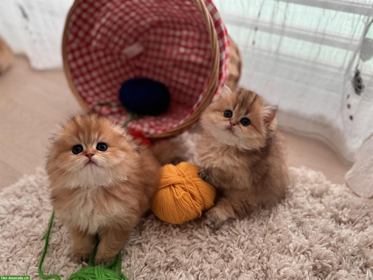 Bild 2: Golden BLH Kitten mit Stammbaum