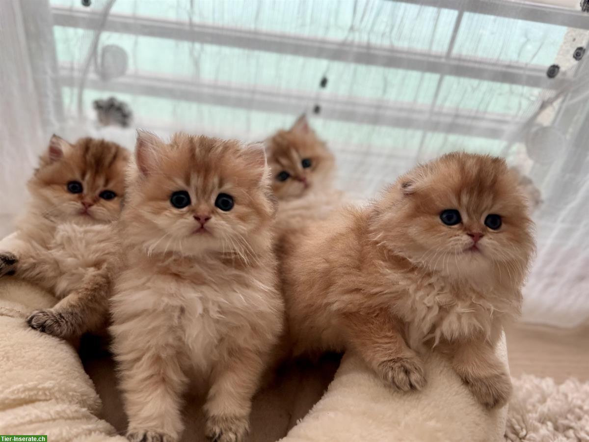 Bild 3: Golden BLH Kitten mit Stammbaum