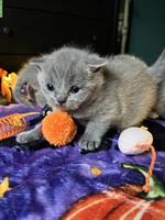 Reinrassige BKH Kitten in blue und blue tortie