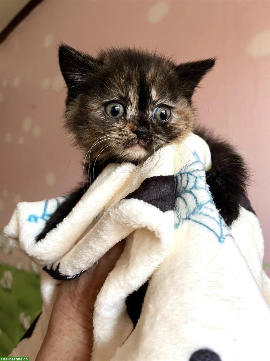 Bild 10: Reinrassige BKH Kitten in blue und blue tortie