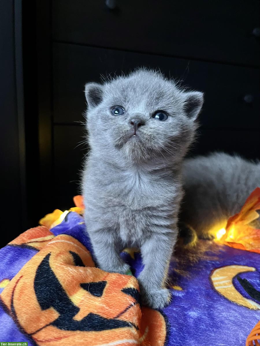 Bild 2: Reinrassige BKH Kitten in blue und blue tortie