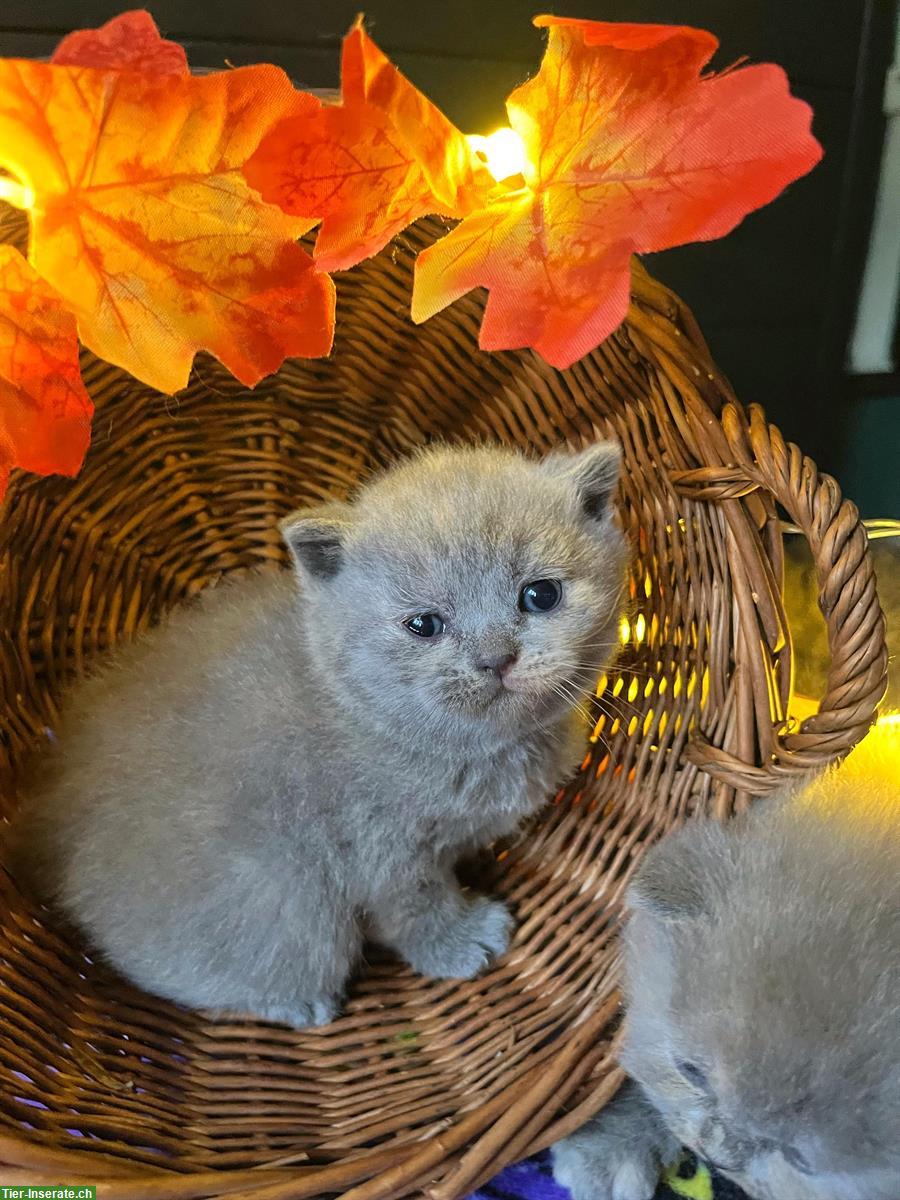 Bild 4: Reinrassige BKH Kitten in blue und blue tortie