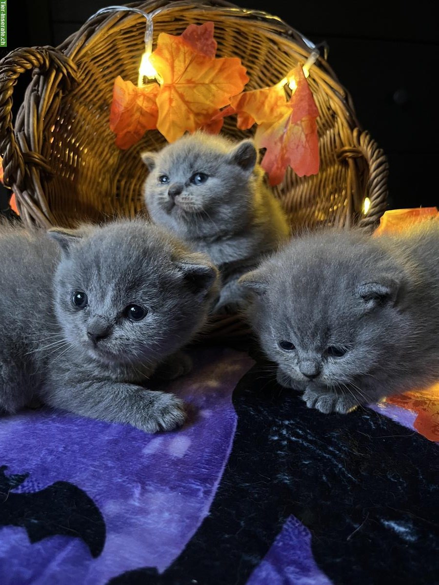 Bild 5: Reinrassige BKH Kitten in blue und blue tortie