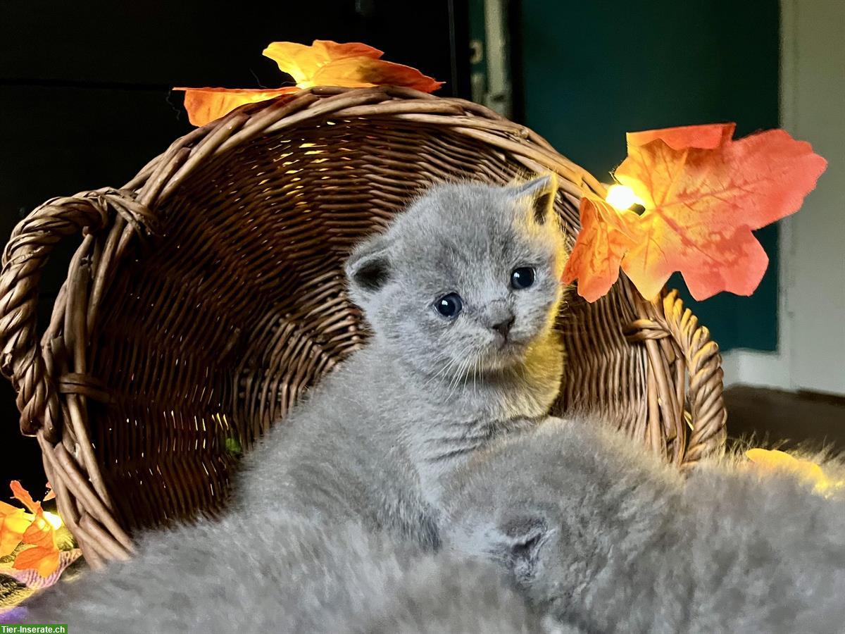 Bild 8: Reinrassige BKH Kitten in blue und blue tortie