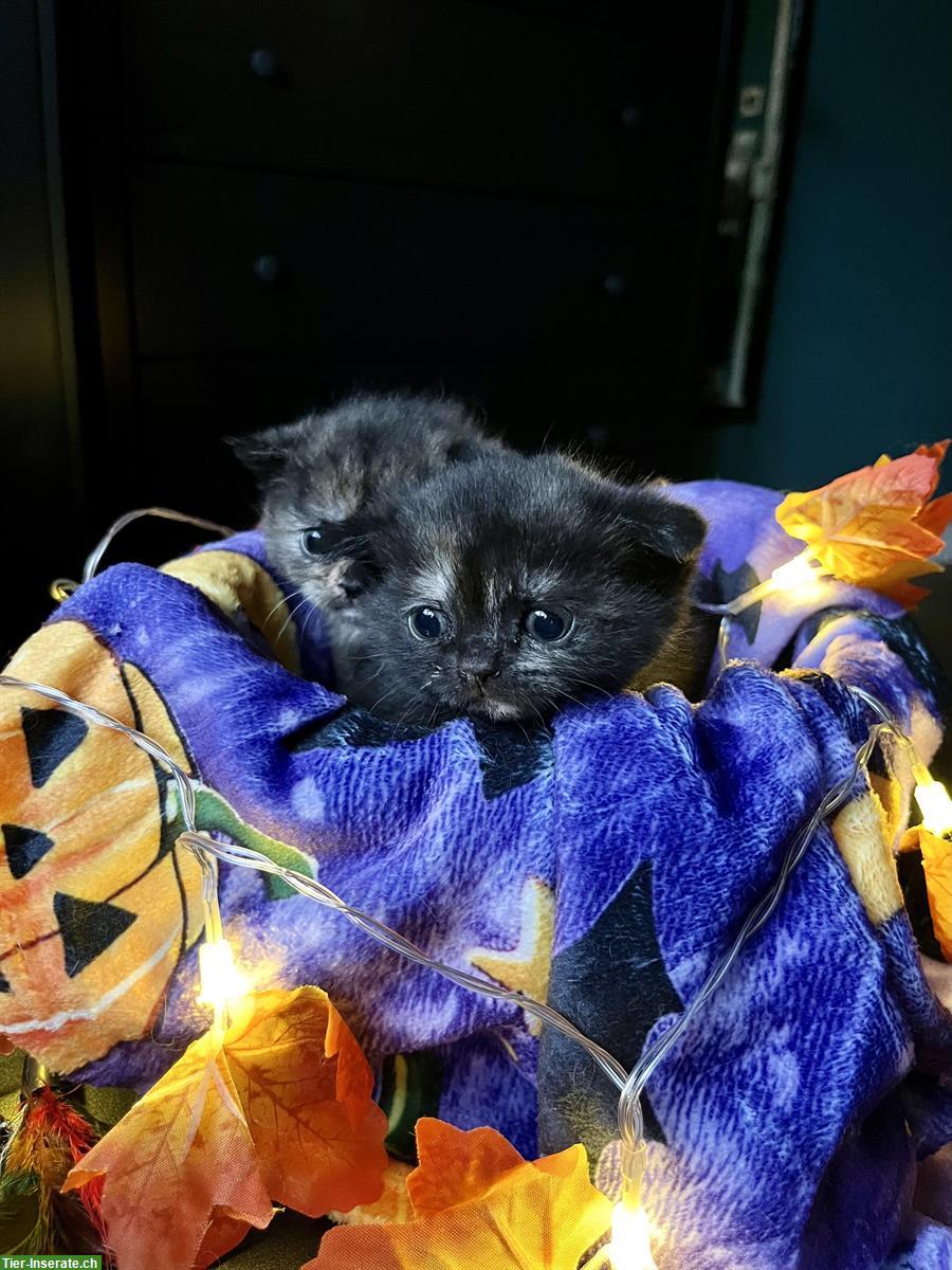 Bild 9: Reinrassige BKH Kitten in blue und blue tortie