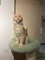 Junger Maine Coon Kater red smoke