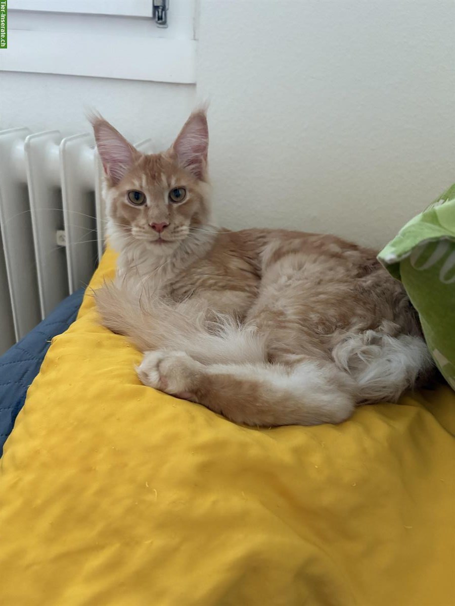 Bild 2: Junger Maine Coon Kater red smoke