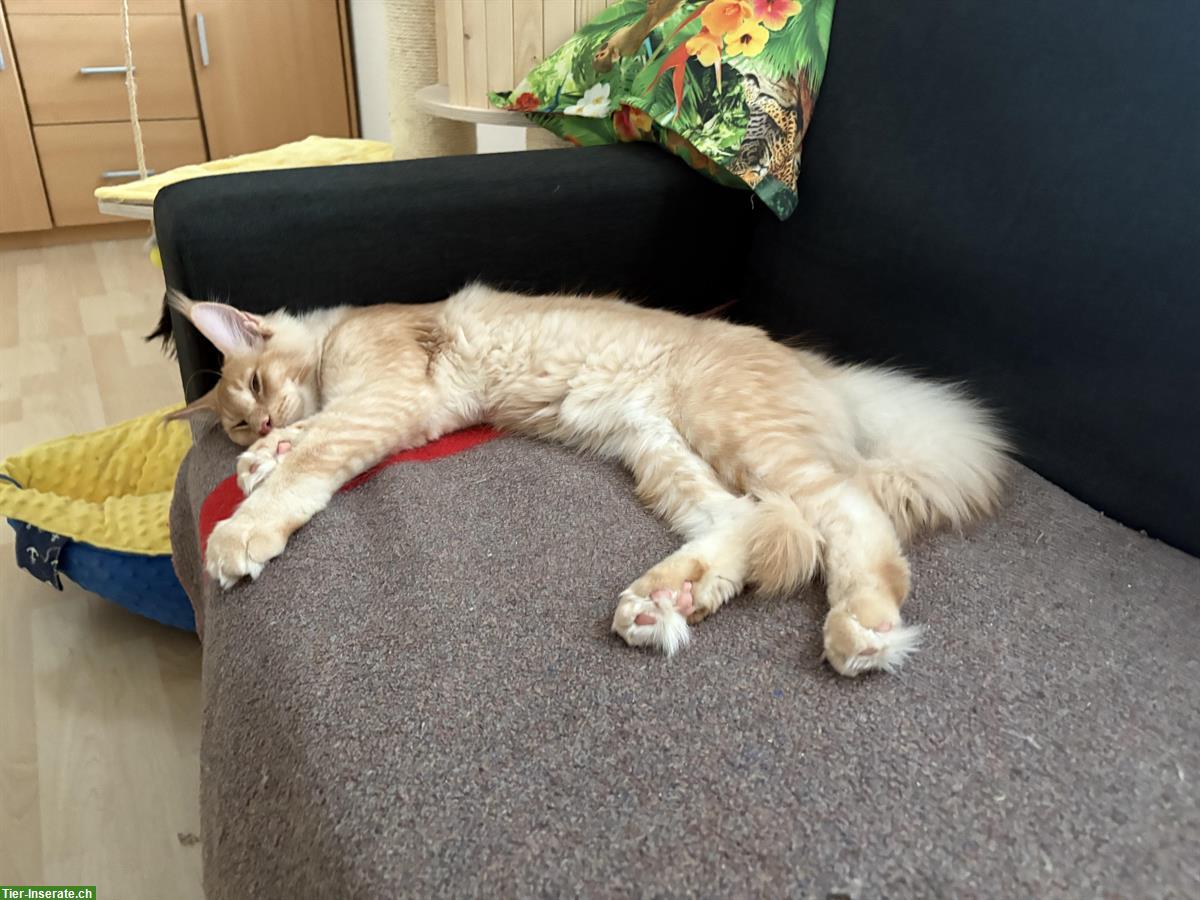Bild 3: Junger Maine Coon Kater red smoke