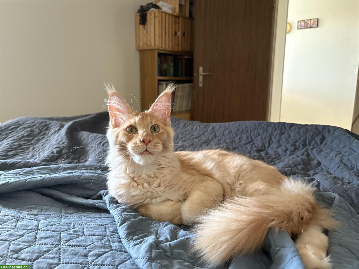 Bild 4: Junger Maine Coon Kater red smoke