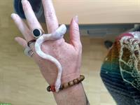 Kornnattern Babys, handzahm aus Hobbyzucht