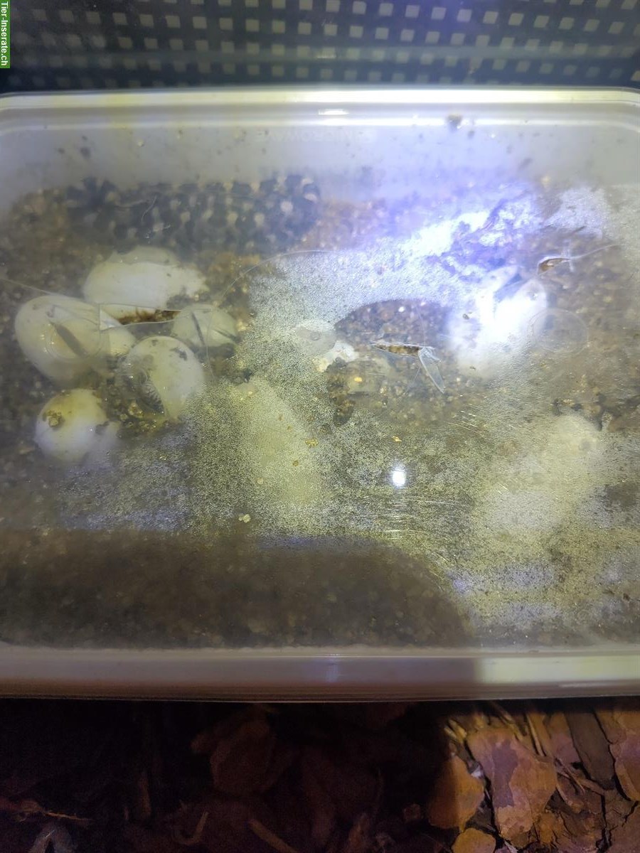 Bild 10: Kornnattern Babys, handzahm aus Hobbyzucht