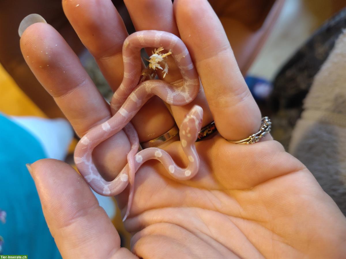 Bild 2: Kornnattern Babys, handzahm aus Hobbyzucht