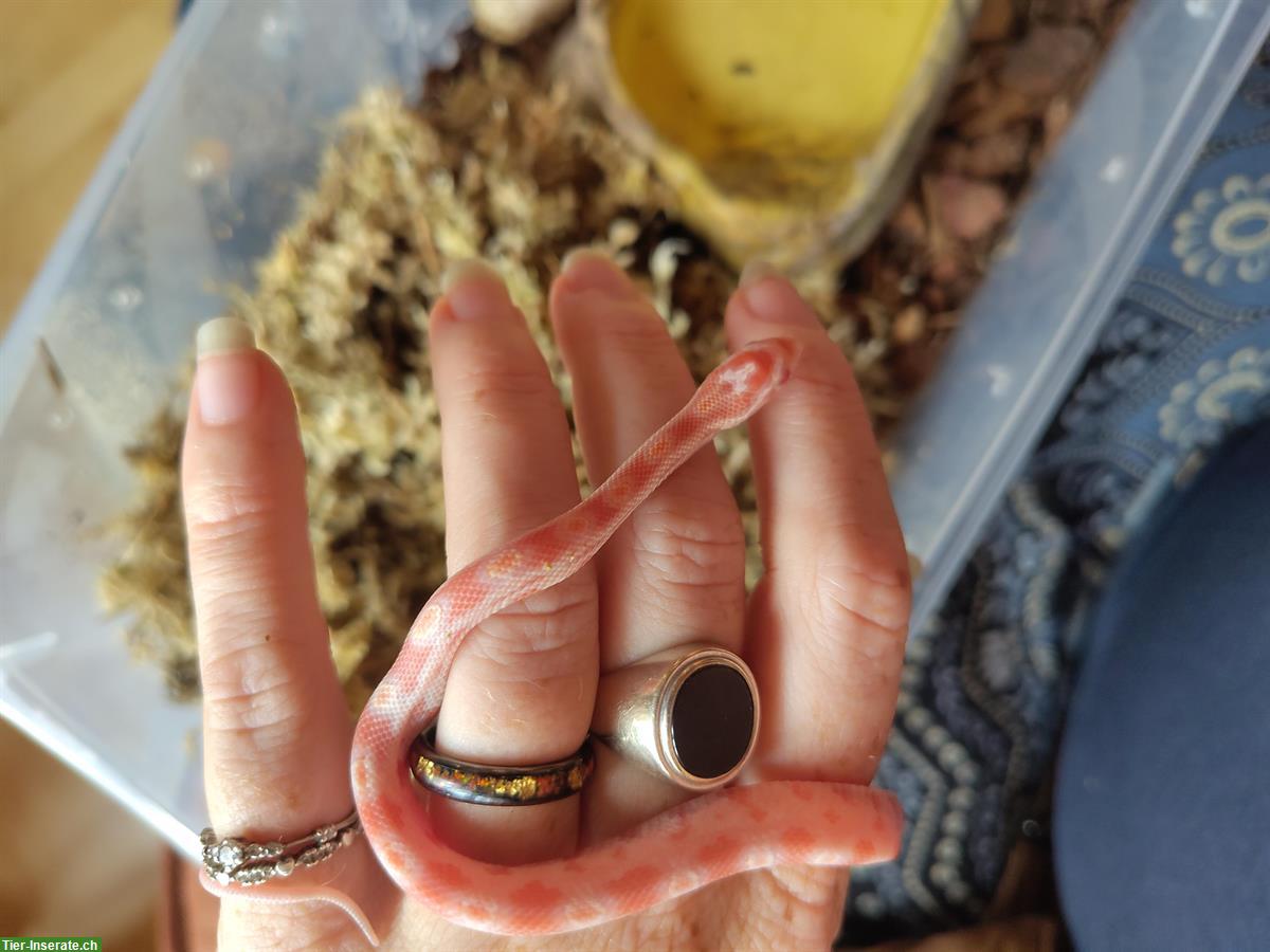 Bild 4: Kornnattern Babys, handzahm aus Hobbyzucht