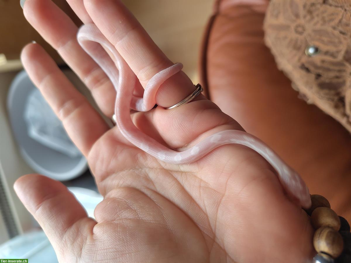 Bild 5: Kornnattern Babys, handzahm aus Hobbyzucht