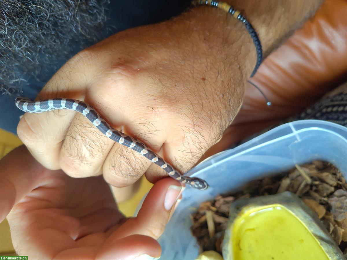 Bild 6: Kornnattern Babys, handzahm aus Hobbyzucht