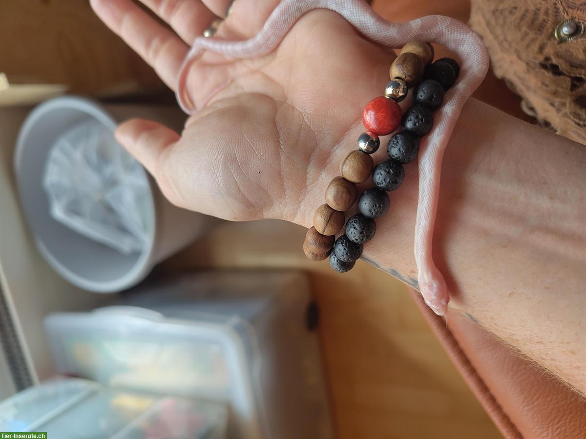 Bild 7: Kornnattern Babys, handzahm aus Hobbyzucht