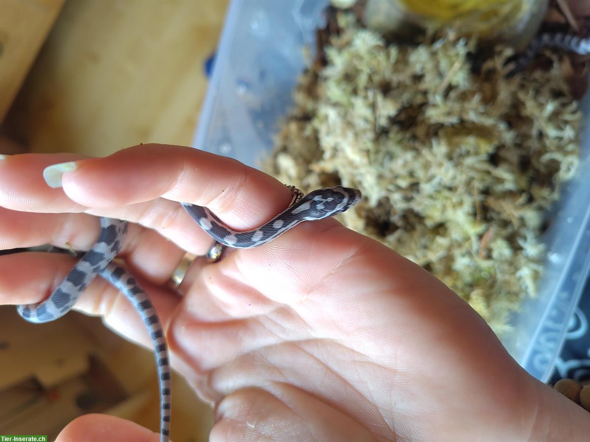 Bild 8: Kornnattern Babys, handzahm aus Hobbyzucht