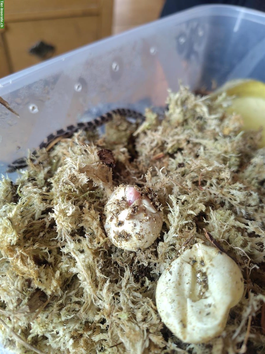 Bild 9: Kornnattern Babys, handzahm aus Hobbyzucht