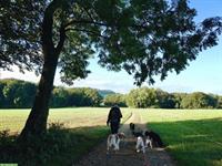 Hundespazierdienst in Basel-Landschaft